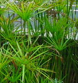 umbrella palm